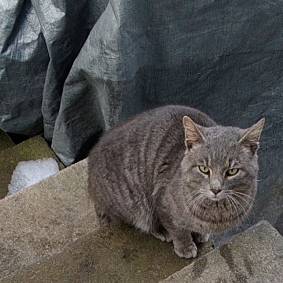 Meet your Posher, Cheyenne - Picture 8 of 9